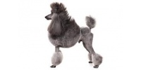 poodle