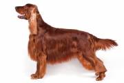 irish-setter